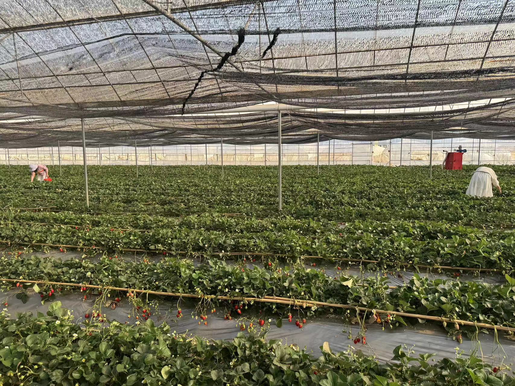 采擷春去 向“莓”好出發(fā) ——慶?！叭恕眹?guó)際勞動(dòng)?jì)D女節(jié)暨主題黨日活動(dòng)