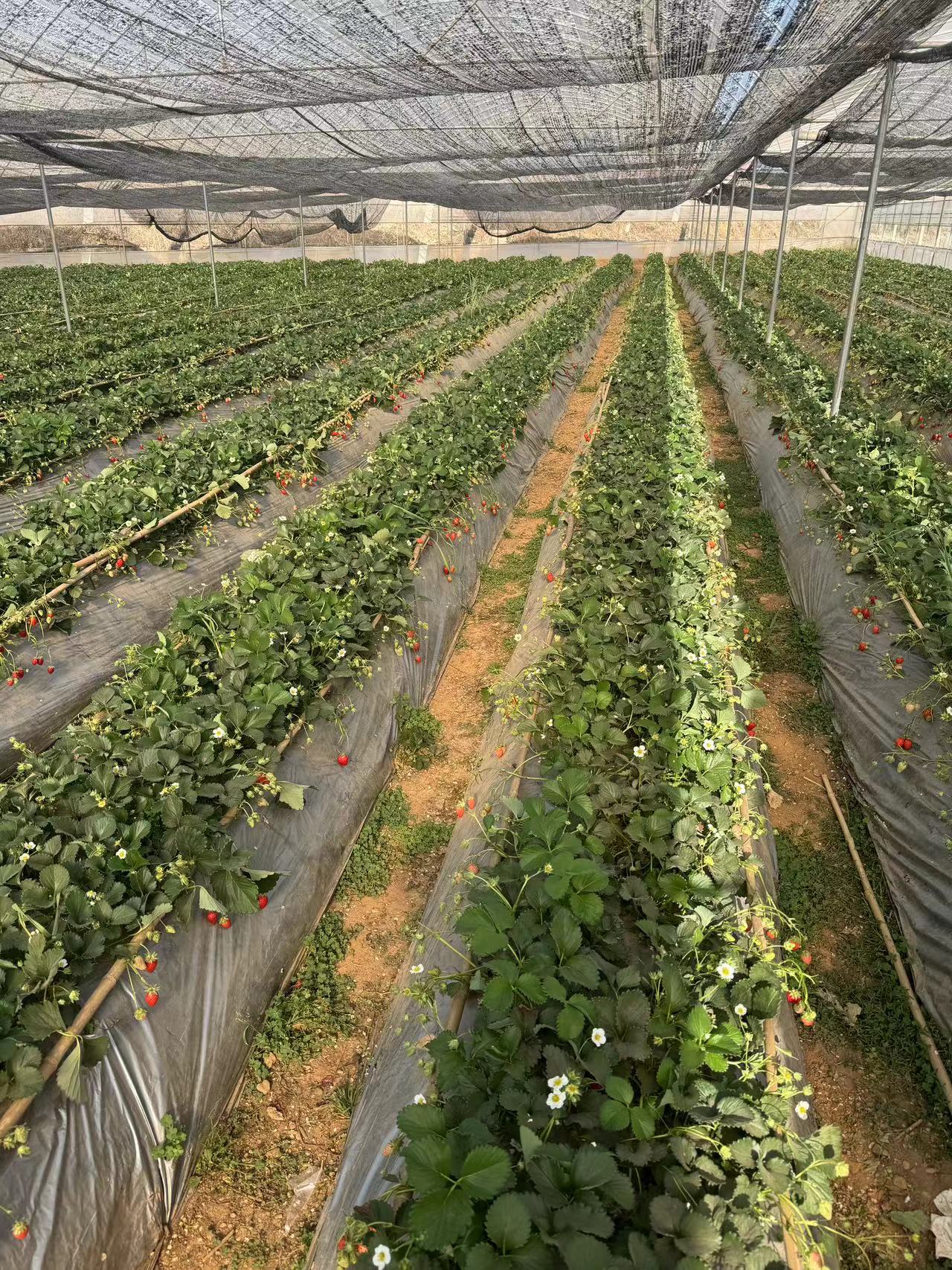 采擷春去 向“莓”好出發(fā) ——慶?！叭恕眹?guó)際勞動(dòng)?jì)D女節(jié)暨主題黨日活動(dòng)