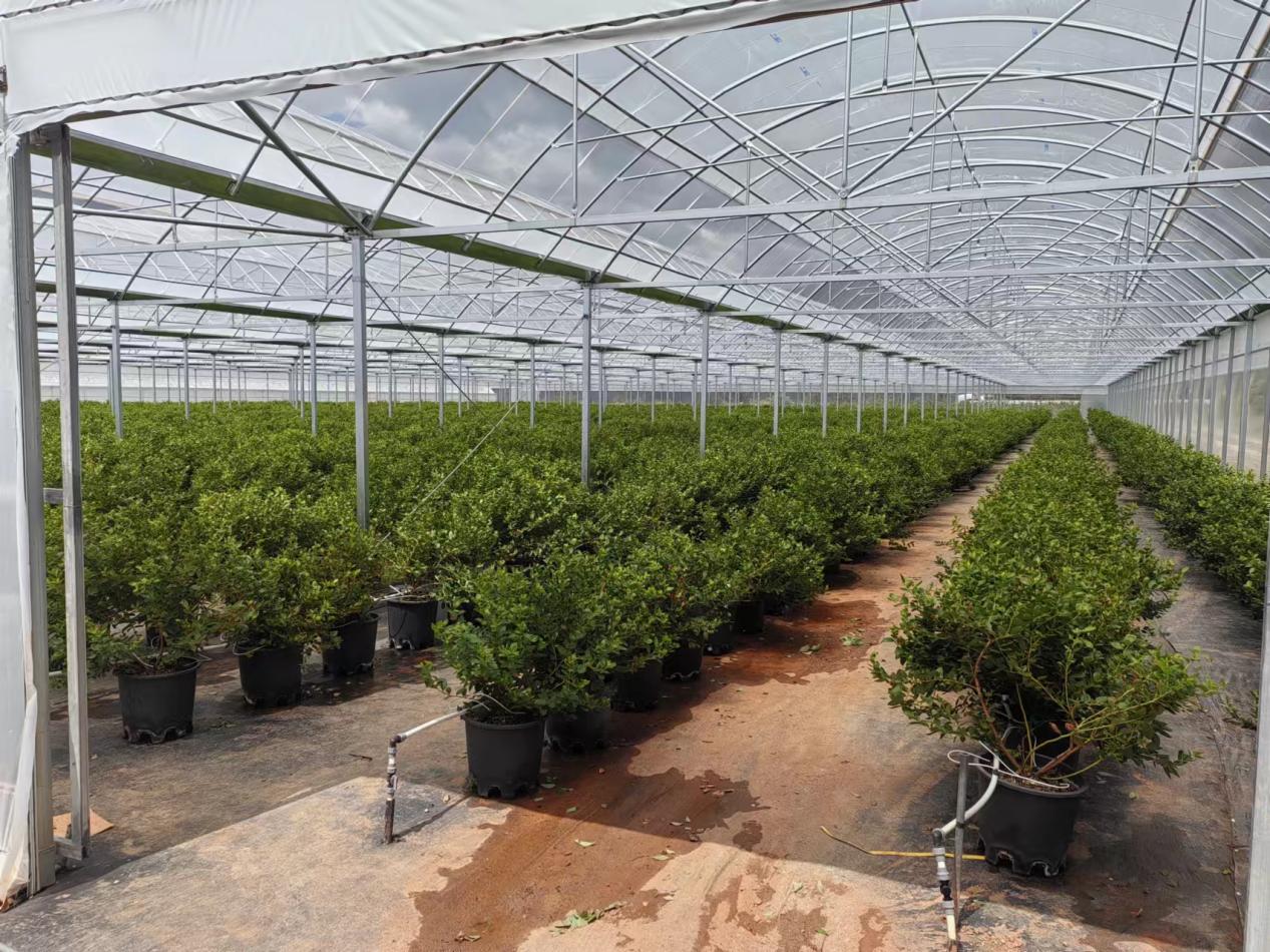 東川區(qū)現(xiàn)代農(nóng)業(yè)產(chǎn)業(yè)園（孵化基地）二期項(xiàng)目